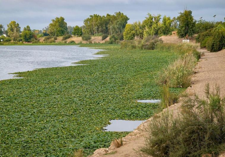 Nenúfar en las orillas del río Guadiana a su paso por el azud.