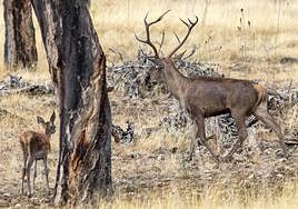 Ciervos en el Parque Nacional de Monfragüe.
