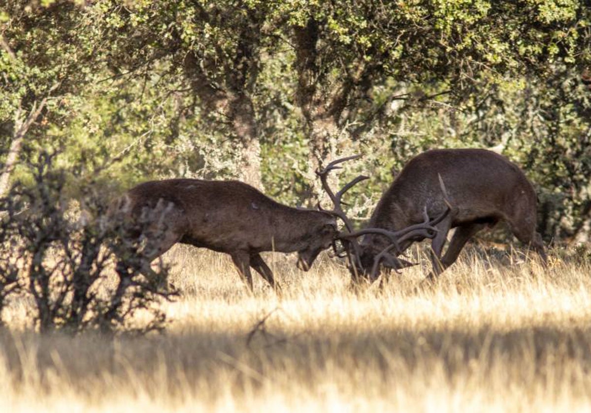 Dos ciervos se pelean en una finca del parque nacional de Monfragüe durante la época de berrea.