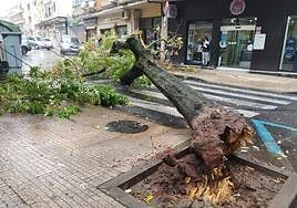 Las fuertes rachas de viento que se han registrado en Cáceres capital han derribado un árbol en la calle Alfonso IX.