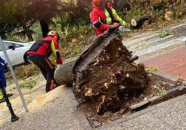 Los bomberos retiran un árbol que ha caído a la calzada por las rachas de viento en Badajoz.
