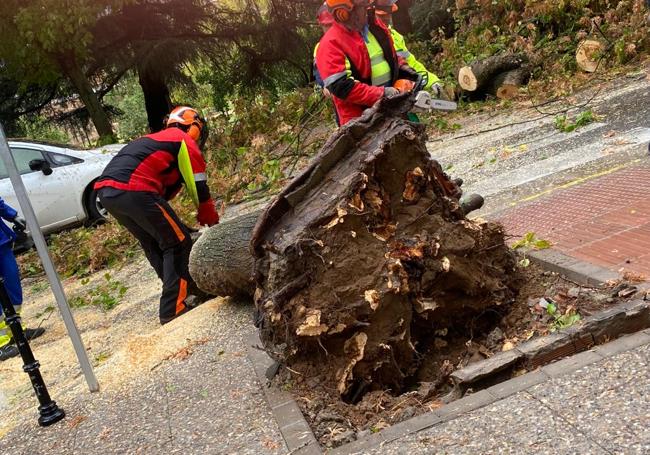 Los bomberos retiran el árbol que se ha caído en la calle Stadium