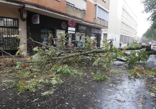 Caída de un árbol en Cáceres.