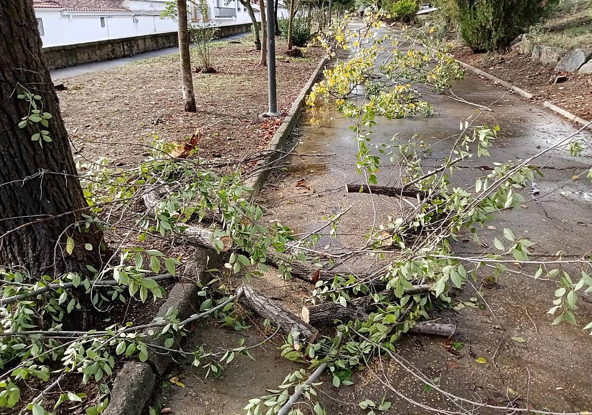 Varias de las ramas partidas que tuvieron que ser retiradas.