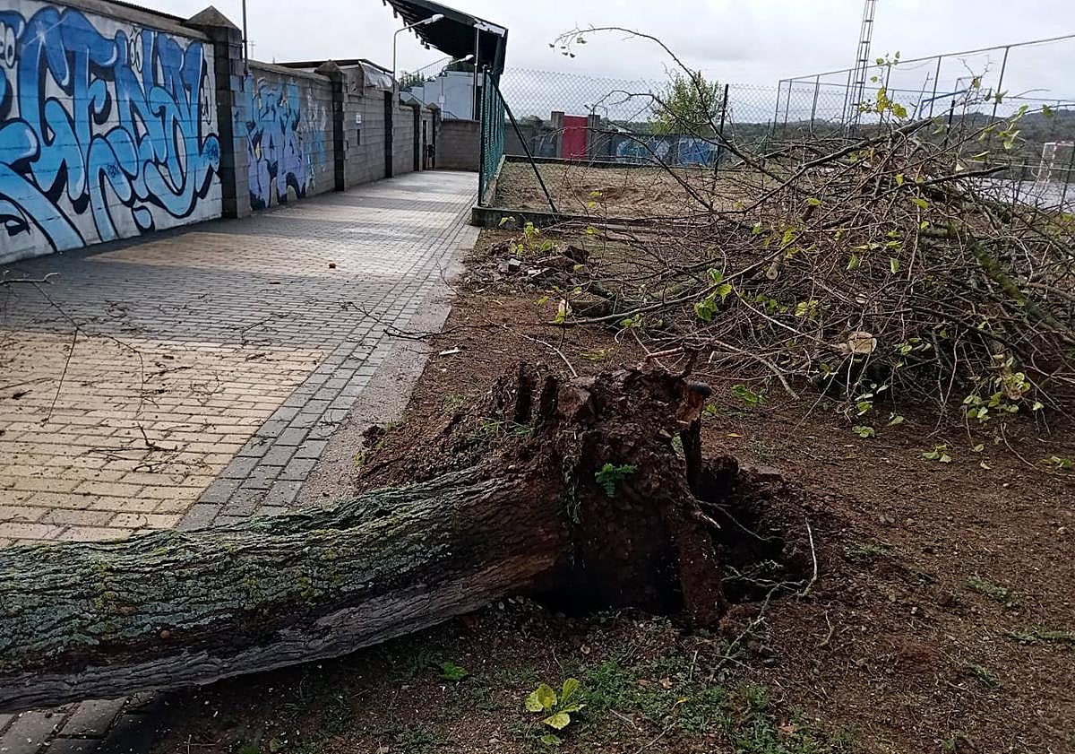 Imagen principal - La borrasca Aline deja varias ramas de árboles caídas a su paso por Fregenal