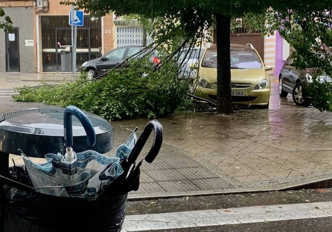 Paraguas en la papelera y un árbol dañado por el viento el jueves en el Perú.