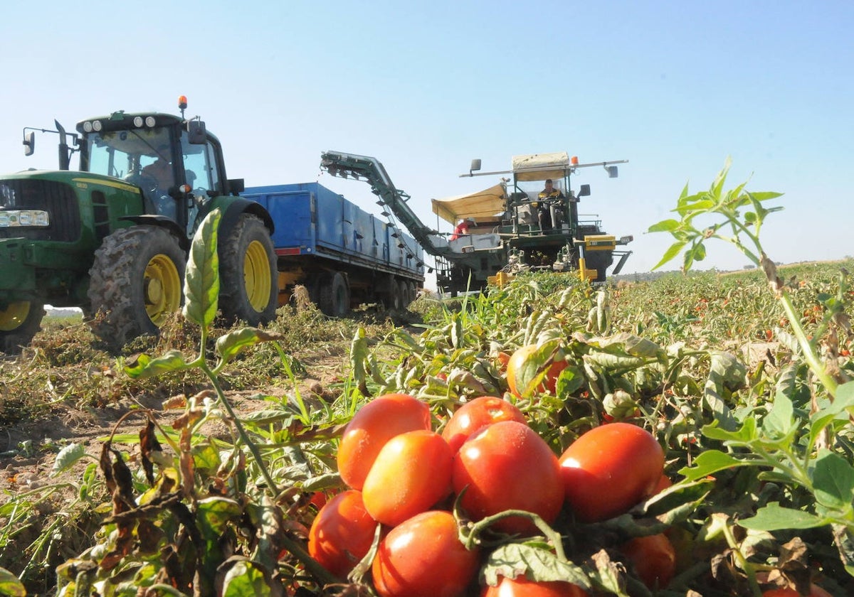 Una cosechadora recoge tomate en una parcela de Santa Amalia, en las Vegas Altas del Guadiana.