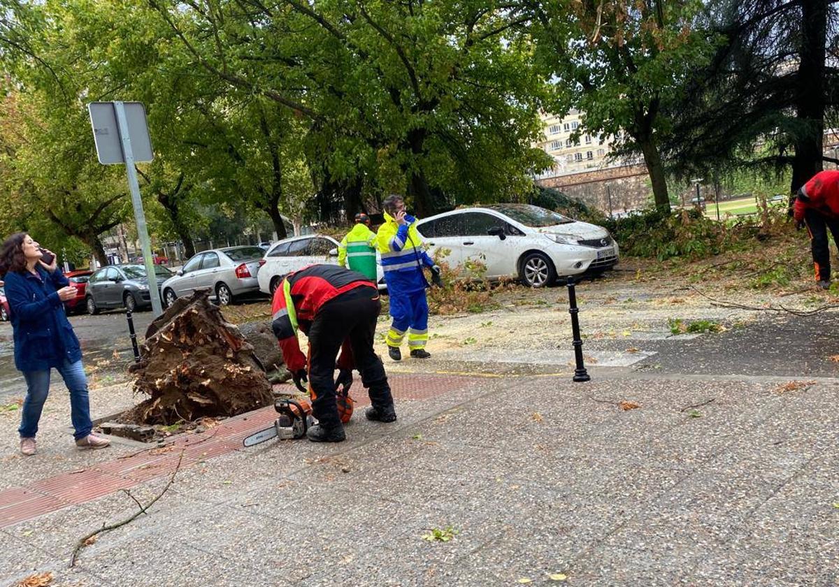 Árbol derribado el jueves por la borrasca Aline.