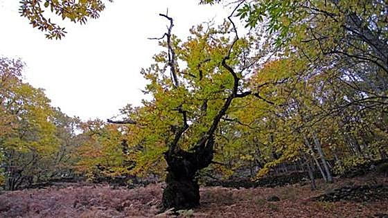 El Valle del Ambroz celebra su Otoño Mágico del 27 de octubre al 3 de diciembre con 70 actividades