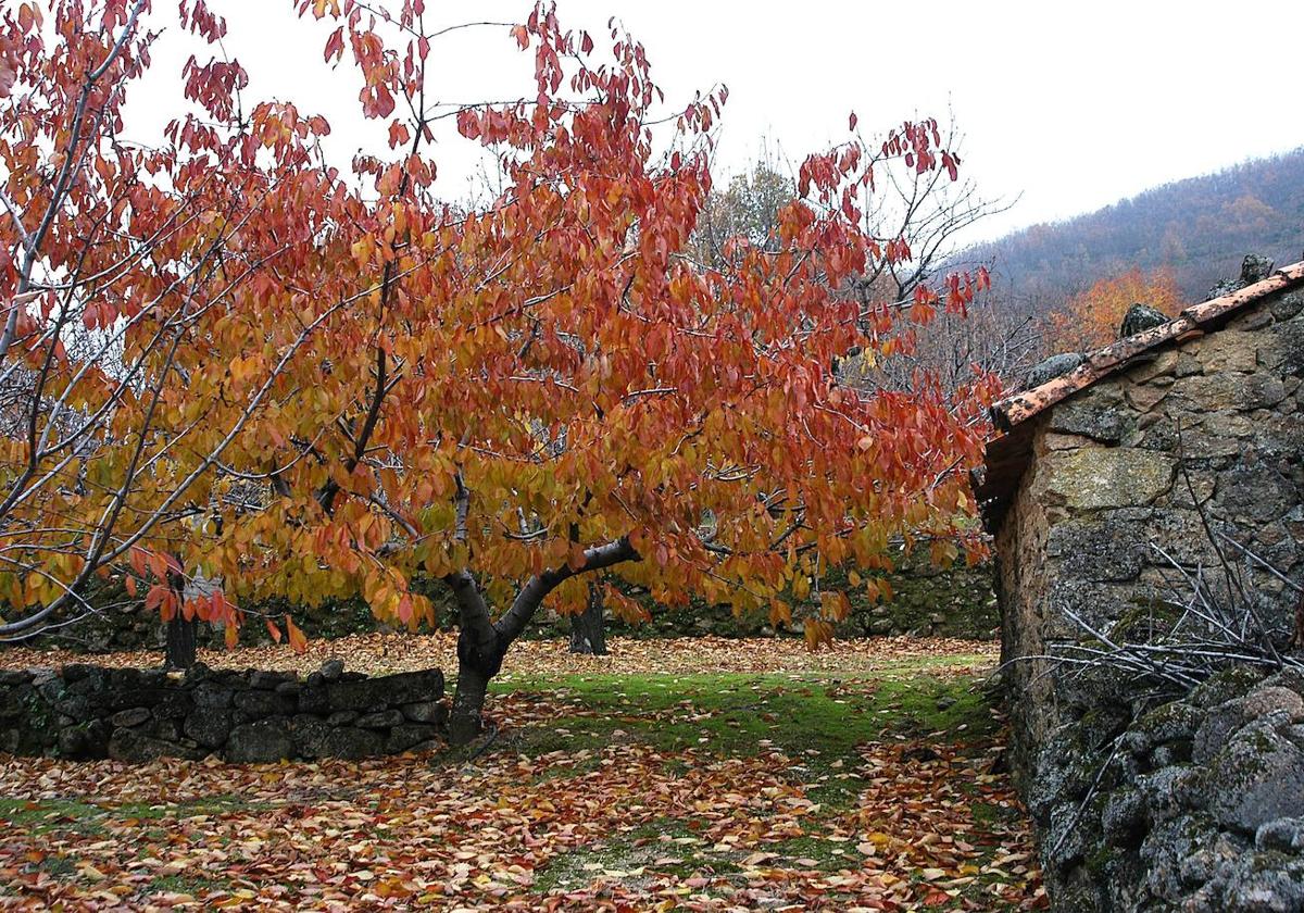 Este es el programa del Otoño Mágico del Valle del Ambroz