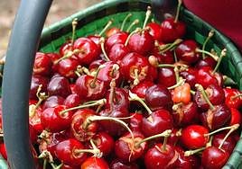 Unión de Uniones rechaza la propuesta de Agroseguro para la cereza