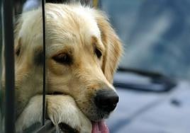 Así tienes que viajar con tu mascota según la nueva Ley de Bienestar Animal