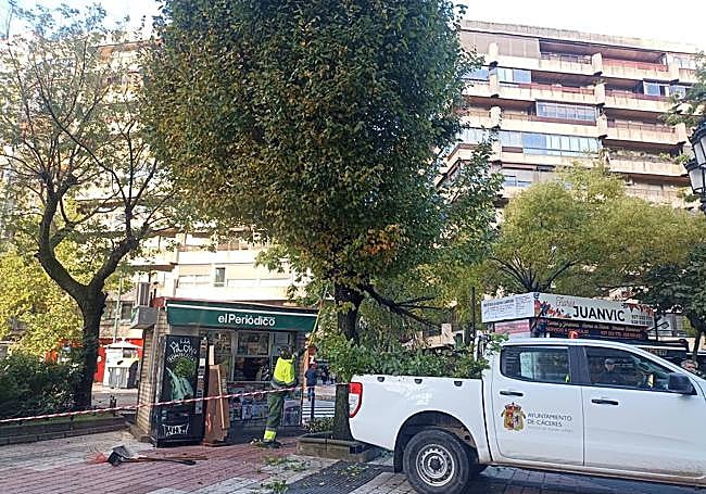 Operarios municipales retiran la rama partida y sanean el árbol afectado en Cánovas.