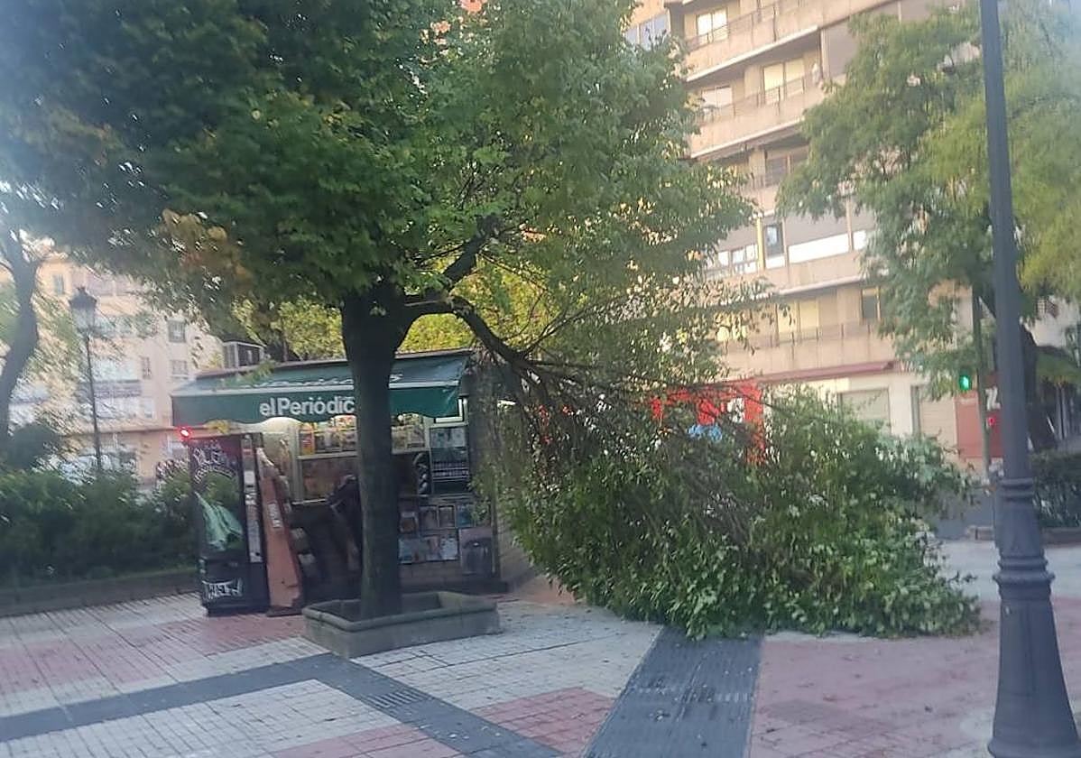 El viento ha partido una rama de un árbol en el paseo de Cánovas.