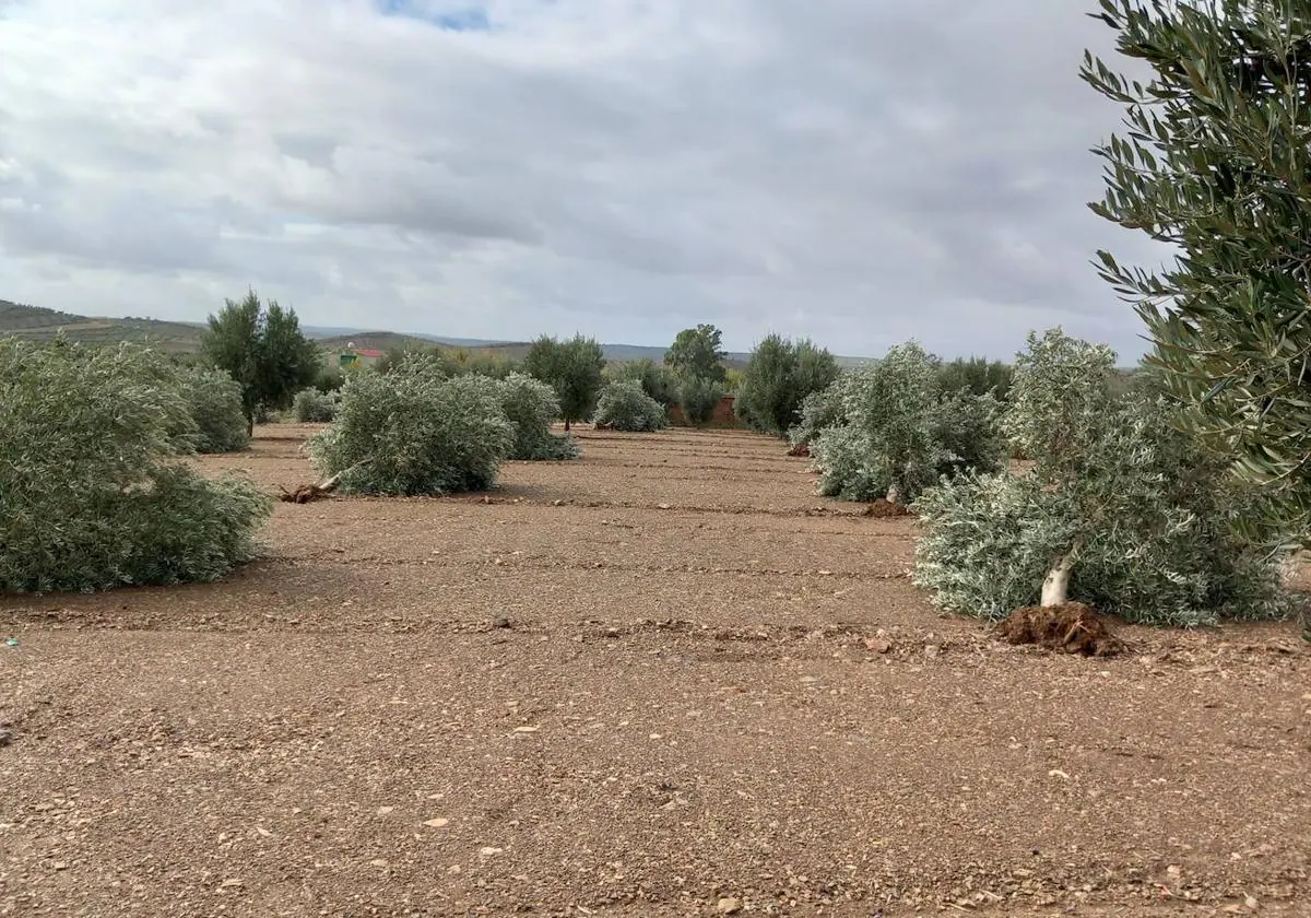 More than 1,500 olive trees uprooted by the storm in Hornachos