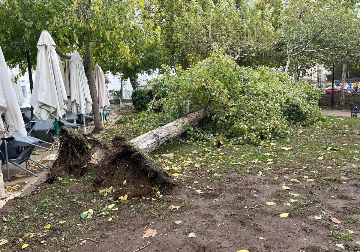 Árbol caído junto al acceso al colegio Inés de Suárez de Plasencia, en el parque de La Coronación.