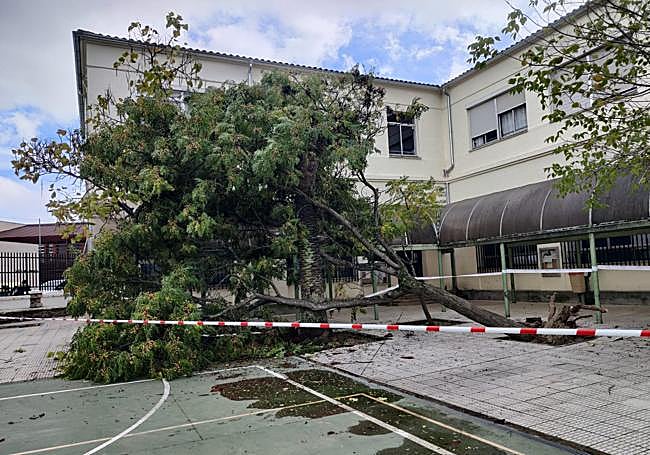 El viento ha tirado un árbol en el colegio Delicias de Cáceres.