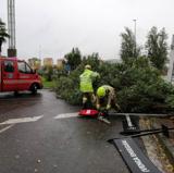 Ciarán deja árboles caídos en Cáceres y Plasencia y rachas de viento de más de 80 kilómetros por hora
