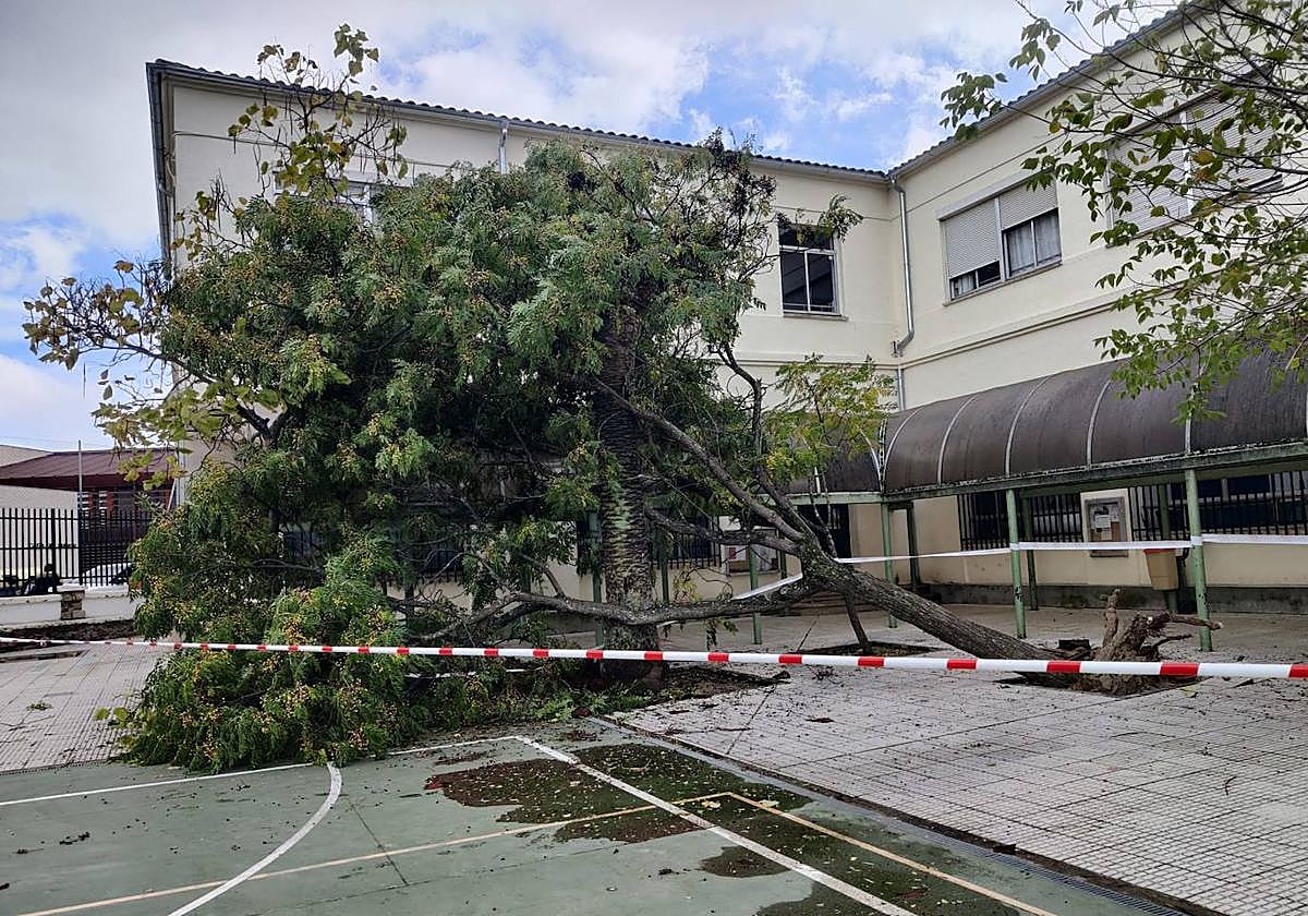 Árbol caído en el colegio Delicias de Cáceres.