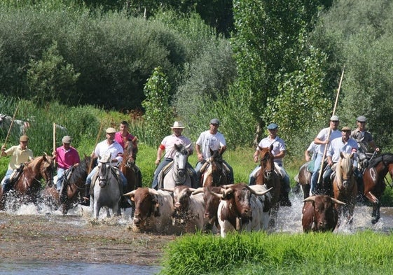 Caballistas conduciendo bueyes por el río Alagón, en Coria.