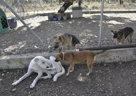 Animales en el Centro de Protección Animal en una foto de archivo.