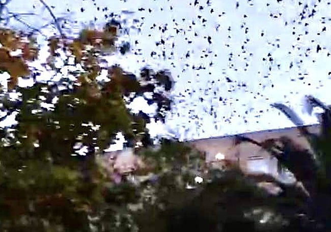 Avenida de los Cuatro Lugares, en Cáceres el Viejo, donde se quejan de los pájaros. Imagen captada de un vídeo de los propios vecinos.