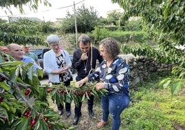 Brotóns, con cereceros del Valle del Jerte, a los que visitó tras las tormentas que dañaron sus cosechas. Porta al hombro la cesta típica de recoger los frutos.