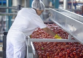 El tomate es uno de los productos que más exporta Extremadura.