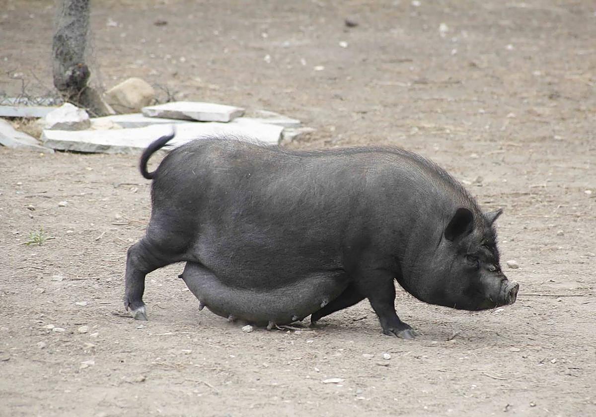 Ejemplar de cerdo vietnamita por el campo.