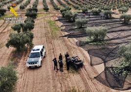 Hasta seis años de prisión por tener a 14 trabajadores cogiendo aceitunas sin contrato