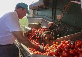 Recogida de tomate, el pasado mes de julio, en una parcela próxima a Santa Amalia.