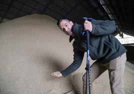 El arroz salva 'la campaña del 60%' a 7.000 kilos por hectárea