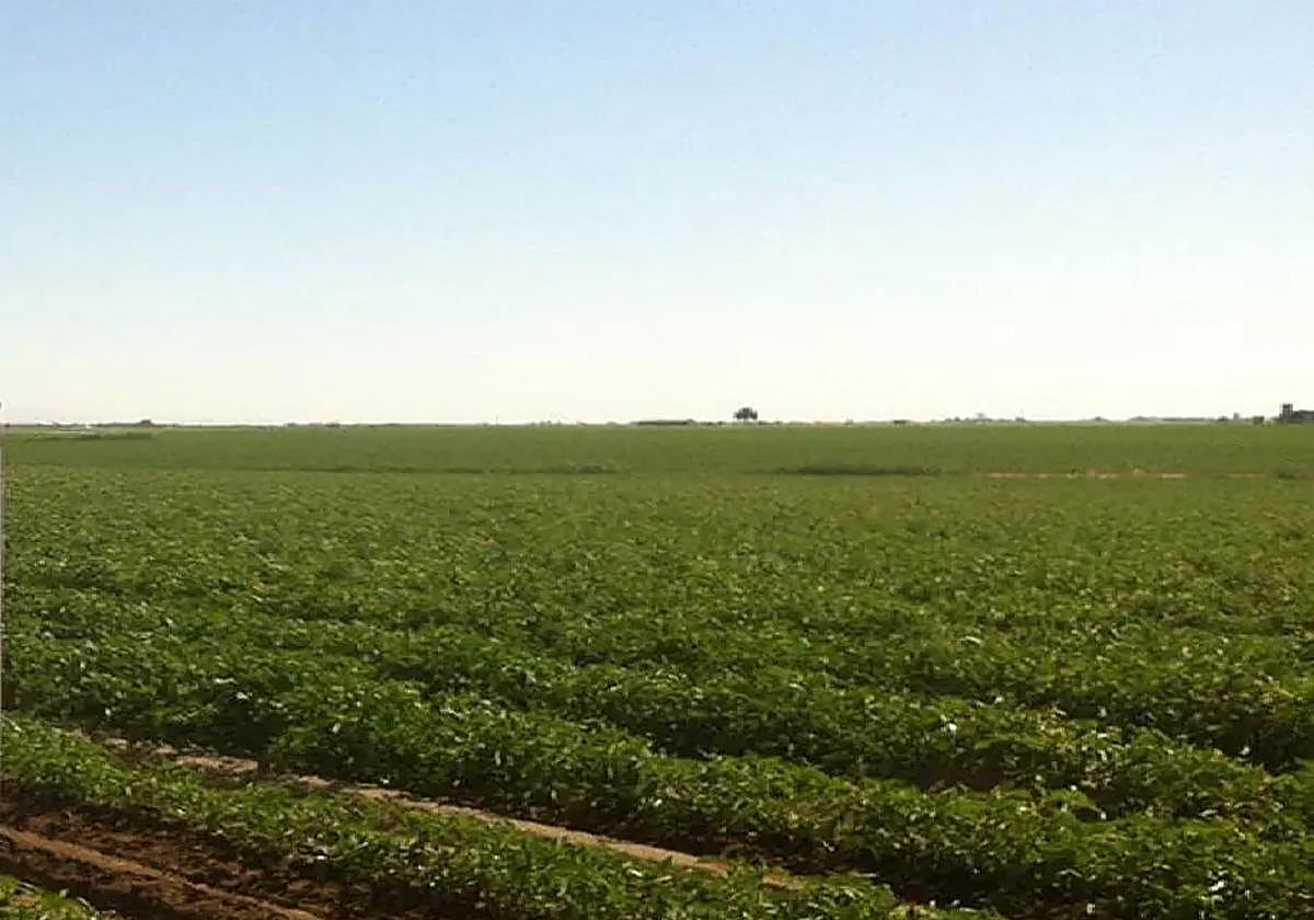 Se corresponden con expedientes que no se habían pagado el 16 de octubre.