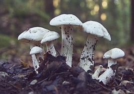 VI Jornadas Micológicas de la Asociación de Vecinos Barrio Sur