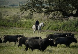 Toros de Victorino Martín en el término de Portezuelo; en la actualidad tiene 2.000 reses de lidia.