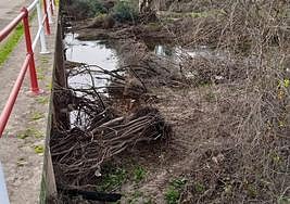 La maleza se acumula y tapona el puente viejo de Carrión