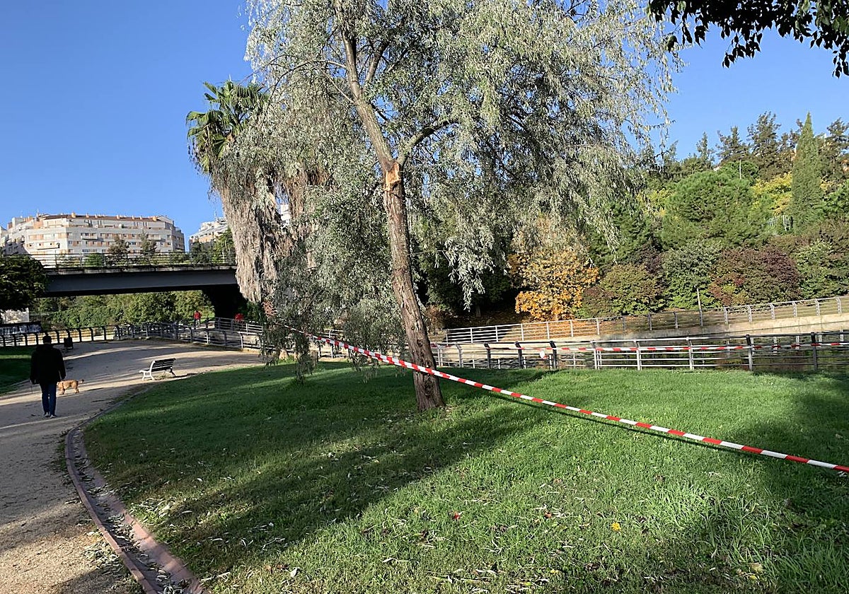 Arboleda del parque del Rodeo, que lleva acordonada desde hace semanas por los daños del temporal.