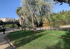Arboleda del parque del Rodeo, que lleva acordonada desde hace semanas por los daños del temporal.