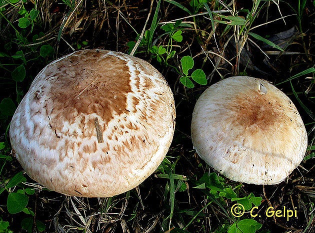 Imagen después - Especies de setas tóxicas que no resultan mortales pero que resultan peligrosas para el organismo por las reacciones que provocan en él. Amanita gemmata forma amici (Tóxica. sombrero de 5 a 10 cm de diámetro, al principio convexo, después aplanado; margen fino y ligeramente estriado. Carne gruesa, blanca amarillenta, sabor dulce y olor débil a hongo) y Agaricus bresadolanus (Tóxica. Características. Sombrero de 5 a 10 cm de diámetro, de semiesférico a convexo con el centro aplanado; margen excedente, de color blanquecino. Carne. compacta, blanca, al corte cambia de color al pardo suave en la inserción del pie con el sombrero, en la base del pie es amarillenta. Olor y sabor agradables a hongo)