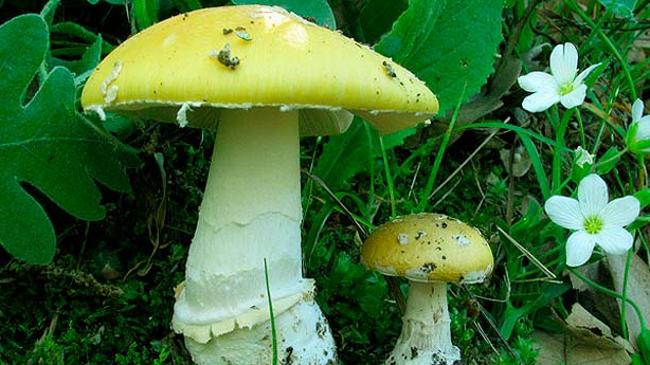 Imagen antes - Especies de setas tóxicas que no resultan mortales pero que resultan peligrosas para el organismo por las reacciones que provocan en él. Amanita gemmata forma amici (Tóxica. sombrero de 5 a 10 cm de diámetro, al principio convexo, después aplanado; margen fino y ligeramente estriado. Carne gruesa, blanca amarillenta, sabor dulce y olor débil a hongo) y Agaricus bresadolanus (Tóxica. Características. Sombrero de 5 a 10 cm de diámetro, de semiesférico a convexo con el centro aplanado; margen excedente, de color blanquecino. Carne. compacta, blanca, al corte cambia de color al pardo suave en la inserción del pie con el sombrero, en la base del pie es amarillenta. Olor y sabor agradables a hongo)