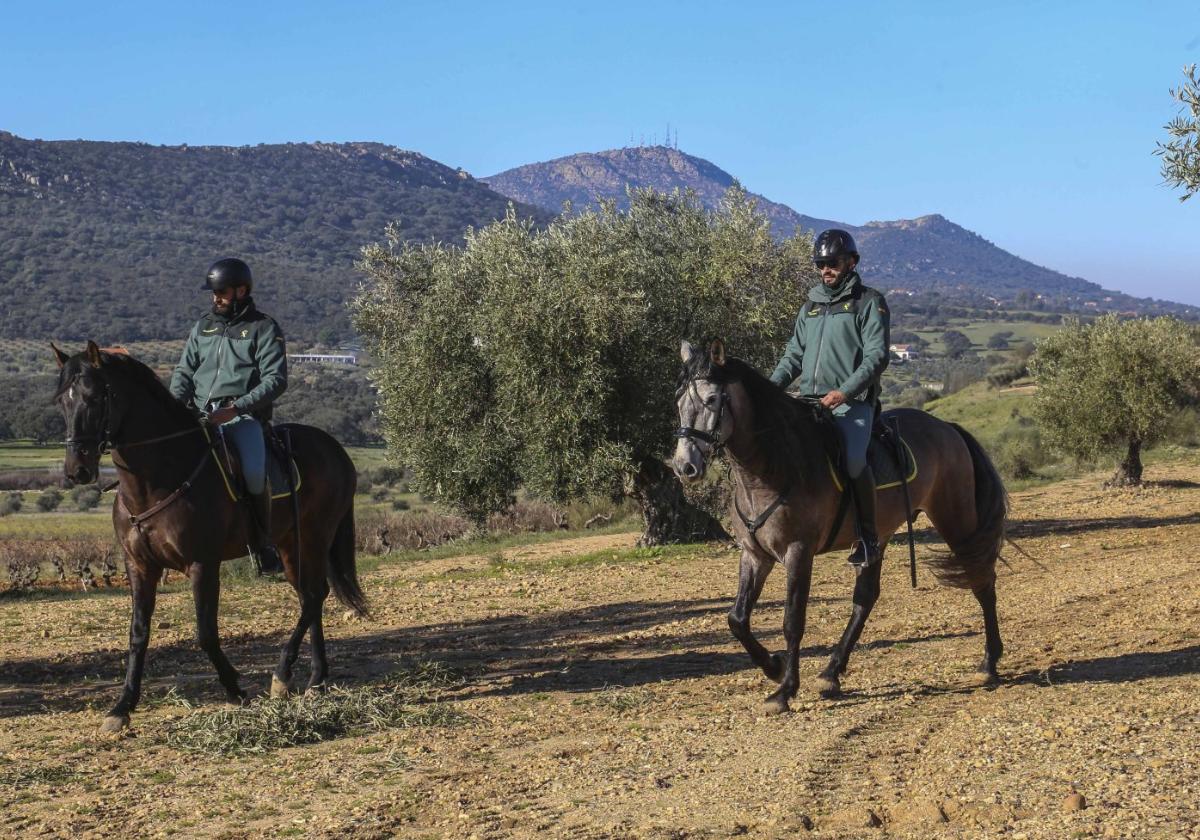 Dos agentes del escuadrón de la Guardia Civil recorren un olivar en Mérida.