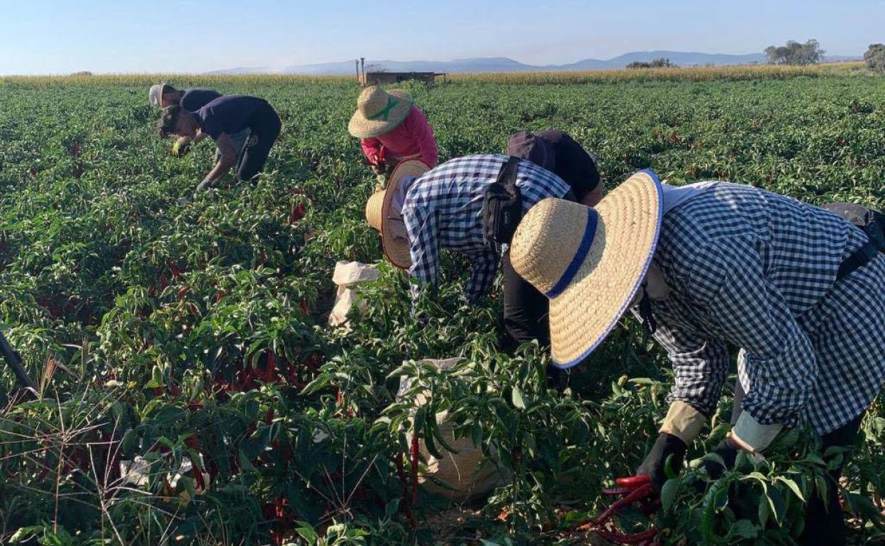 El sector agrario es el más afectado por la subida del salario mínimo. 