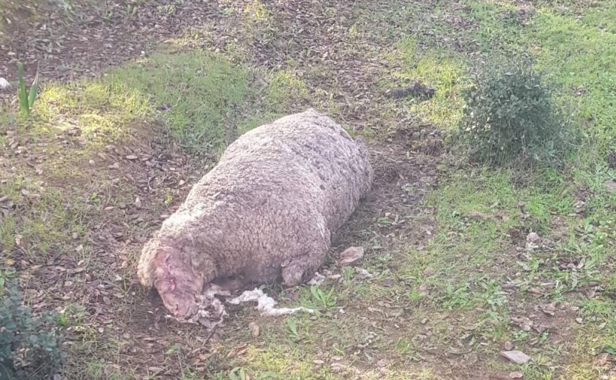Imagen de la oveja que fue tiroteada y maltratada. 