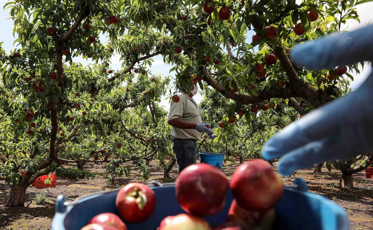 La fruta, fresca y en conserva, está entre los productos extremeños que más se exportan. 