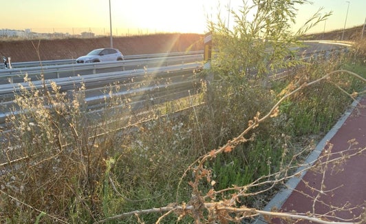 Imagen tomada en la zona verde de la ronda anexa al carril bici. 