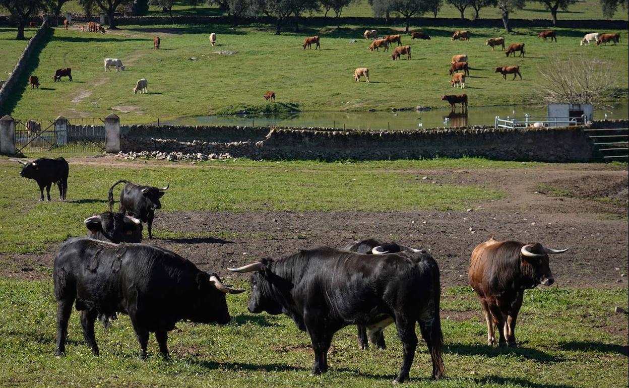 Ejemplares de toro bravo en la finca La Cercada, entre Olivenza y Alconchel. 