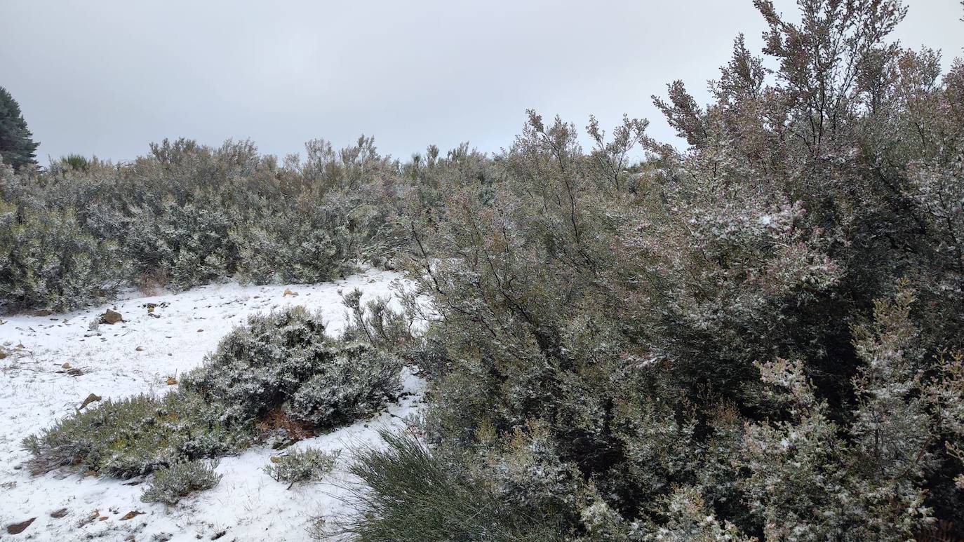 Fotos: PIornal amanece nevado este miércoles
