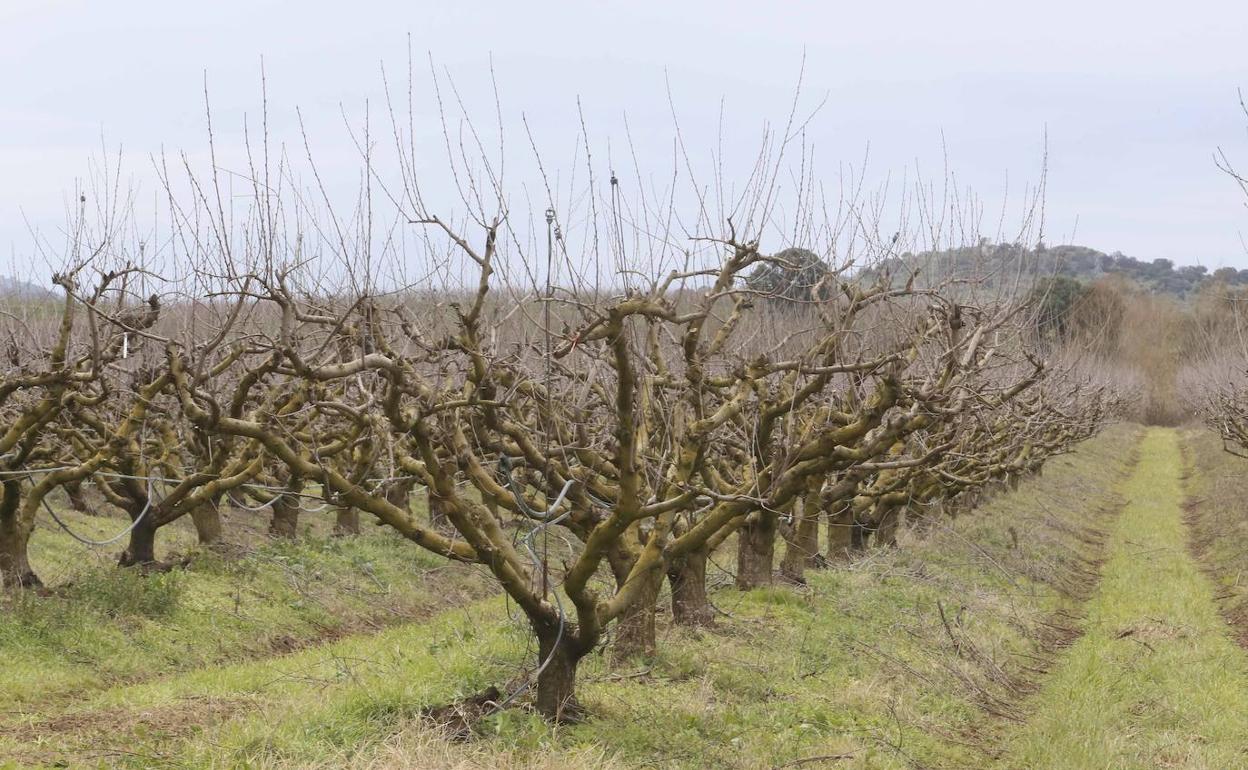 Frutales en una finca en las proximidades de Mérida, esta semana. 