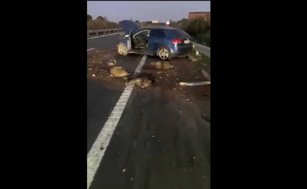 Qué pasa cuando un coche atropella a un jabalí?