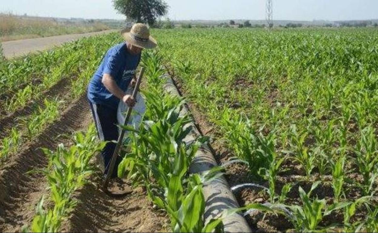16.000 agricultores extremeños recibirán ayudas para compensar la subida de los fertilizantes